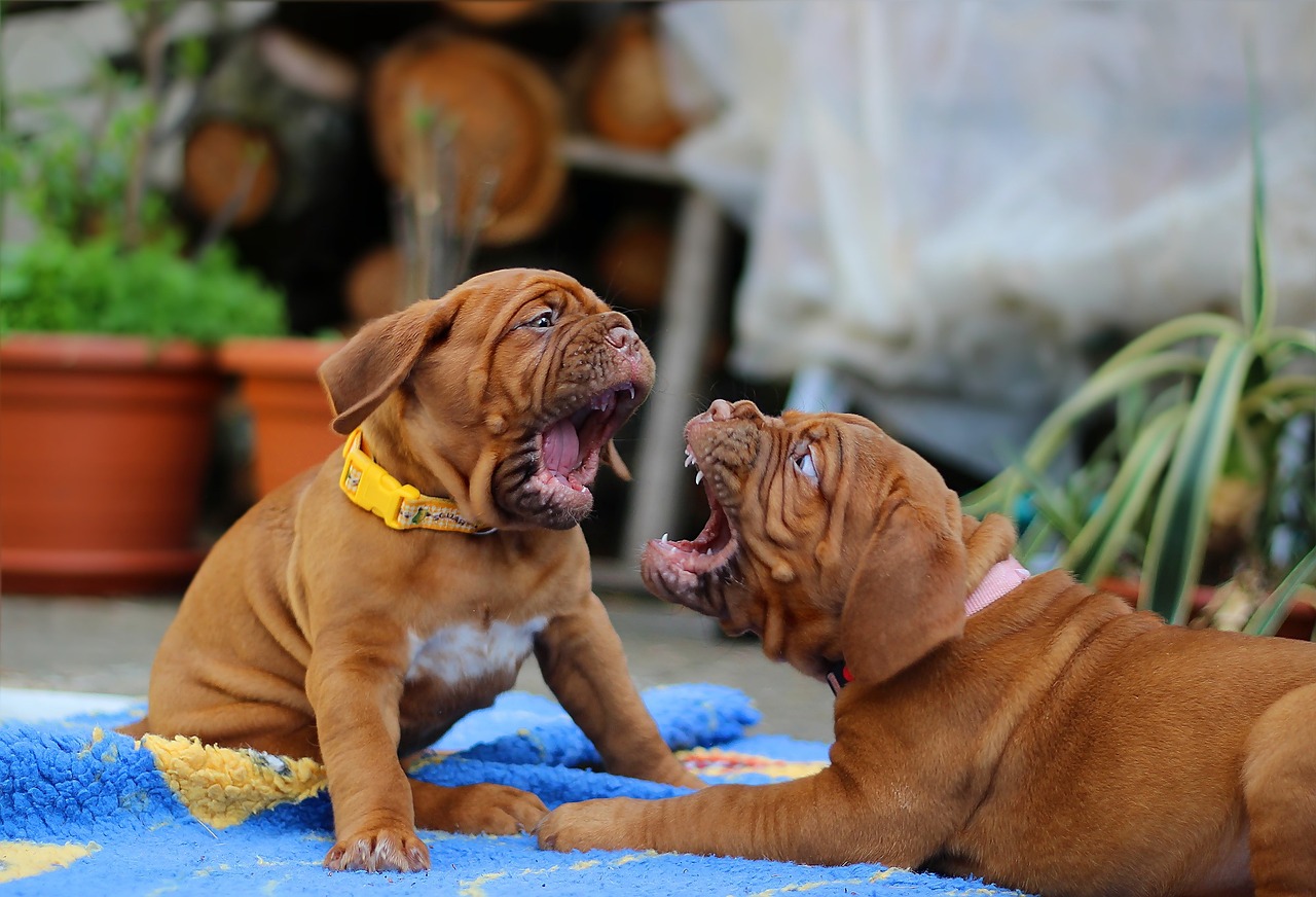 French mastiff